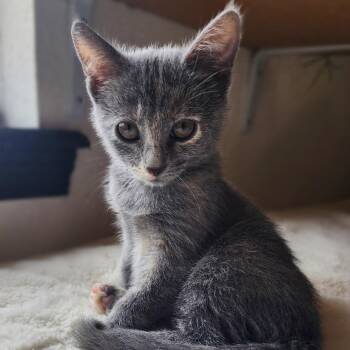 Rescue Russian Blue Cats for Adoption in Bentonville, Arkansas - Wynonna | PetCurious