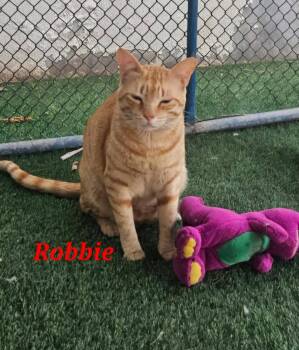 Robbie -  Domestic Short Hair Cat Available for Adoption in Town 
