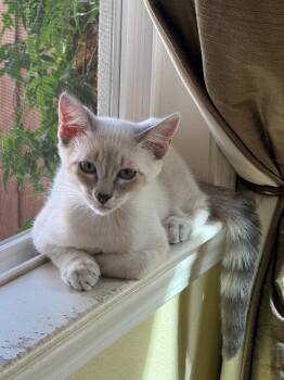 Nathan 5216 -  Siamese Cat for Adoption in Bonsall, California - Nathan 5216 | PetCurious