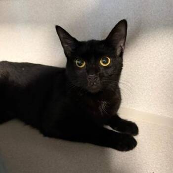 Domestic Short Hair Cats Available for Adoption in Washougal, Washington - Honeycrisp | PetCurious