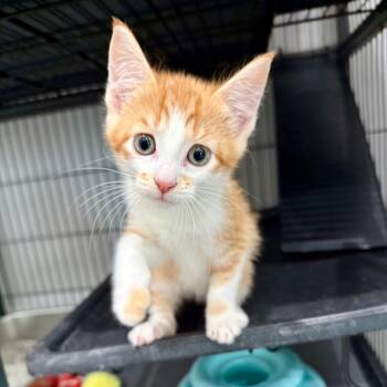 Mochi -  Domestic Short Hair Cat for Adoption in Bradenton, Florida - Mochi | PetCurious