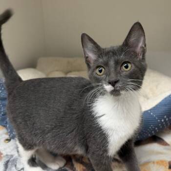 Samantha -  Domestic Short Hair Cat for Adoption in Stillwater, Oklahoma - Samantha | PetCurious