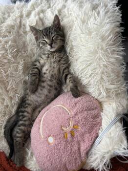 Mario -  Domestic Short Hair Cat for Adoption in Ferndale, Michigan - Mario | PetCurious