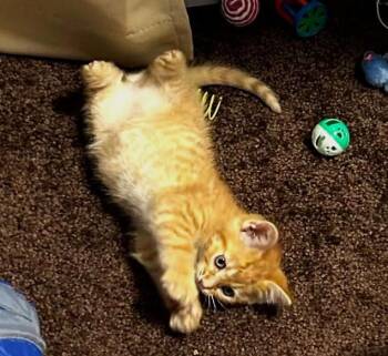 Rescue Tabby Cats for Adoption in Ypsilanti, Michigan - Pimento | PetCurious