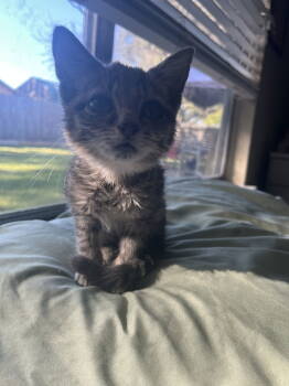 Rescue Domestic Short Hair Cats for Adoption in The Woodlands, Texas - Woody | PetCurious