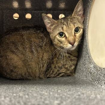 Jeanine -  Domestic Short Hair Cat for Adoption in Birmingham, Alabama - Jeanine | PetCurious