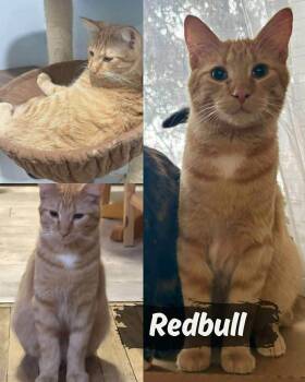 Domestic Short Hair Cats Available for Adoption - Redbull | PetCurious
