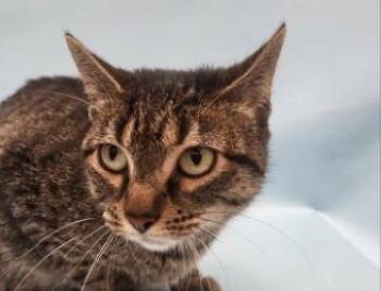 Dr. Meow Meow -  Domestic Short Hair Cat for Adoption in Minneapolis, Minnesota - Dr. Meow Meow | PetCurious