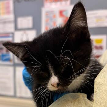 Brunca -  Domestic Short Hair Cat for Adoption in Murray, Utah - Brunca | PetCurious