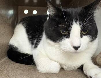 DOGGIE -  Domestic Short Hair Cat for Adoption in Pueblo, Colorado - DOGGIE | PetCurious