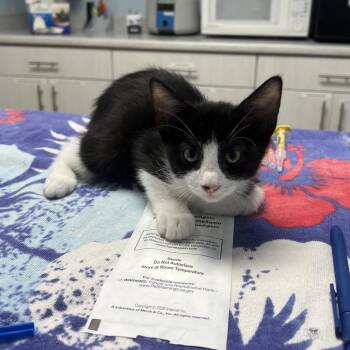 Aries -  Domestic Short Hair Cat for Adoption in Riverside, California - Aries | PetCurious