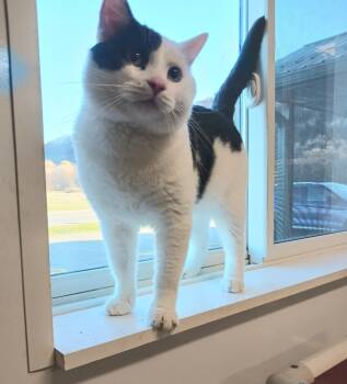 Rescue Domestic Short Hair Cats for Adoption in Prairie Du Chien, Wisconsin - Barney | PetCurious