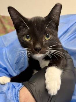 TOFU -  Domestic Short Hair Cat for Adoption in San Antonio, Texas - TOFU | PetCurious