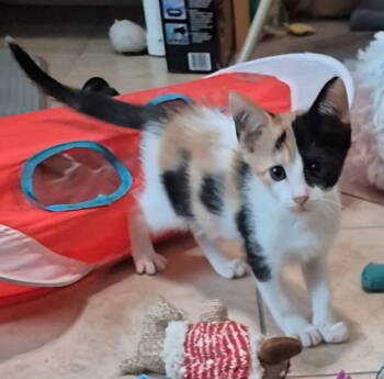 Rescue Calico and Domestic Short Hair Cats for Adoption in Magnolia Springs, Alabama - Riviera | PetCurious