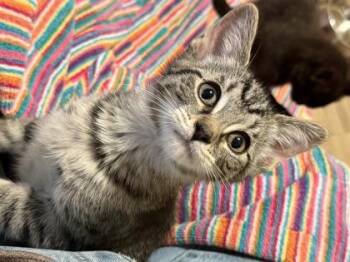 Niklaus -  Domestic Short Hair Cat for Adoption in Harbor Springs, Michigan - Niklaus | PetCurious