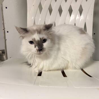 Esme -  Domestic Long Hair Cat for Adoption in Fort Morgan, Colorado - Esme | PetCurious