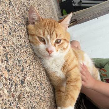 Found Lake City -  Domestic Short Hair Cat for Adoption in Rochester, Minnesota - Found Lake City | PetCurious