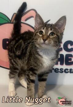 Domestic Short Hair Cats Available for Adoption - Little Nugget | PetCurious