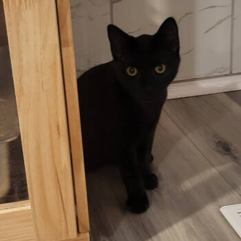 Rescue Domestic Short Hair Cats for Adoption in Eaton Rapids, Michigan - Martian Logic 55208 | PetCurious