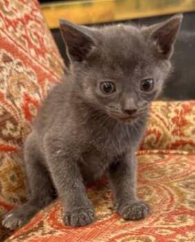 Arthur -  Domestic Short Hair Cat Available for Adoption in Georgina, Ontario - Arthur | PetCurious