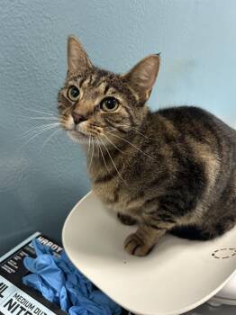 Rescue Domestic Short Hair Cats for Adoption in Dayton, Ohio - Spunk | PetCurious
