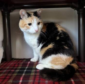 SUZIE -  Domestic Short Hair Cat for Adoption in Kalamazoo, Michigan - SUZIE | PetCurious