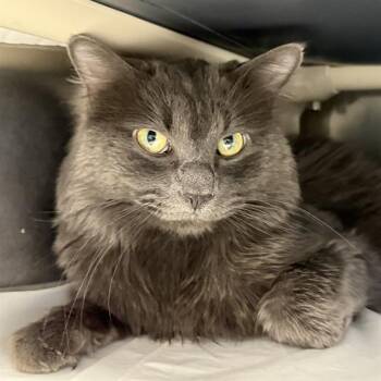 Rescue Domestic Long Hair Cats for Adoption in Las Vegas, Nevada - MARCO | PetCurious