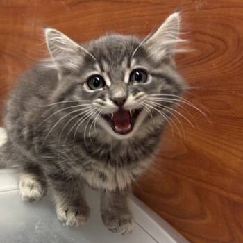 Domestic Long Hair Cats Available for Adoption in Sonora, California - Evan | PetCurious
