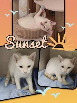 Sunset -  Domestic Short Hair Cat Available for Adoption in Beloeil, Quebec - Sunset | PetCurious