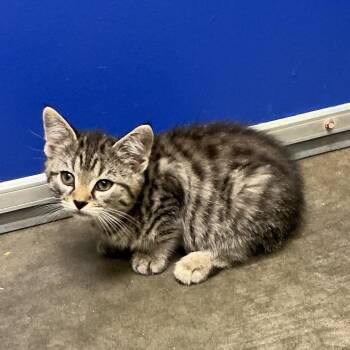 Silvia -  Domestic Short Hair Cat for Adoption in Waynesburg, Pennsylvania - Silvia | PetCurious