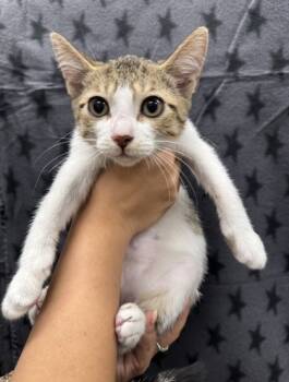 Rescue Domestic Short Hair Cats for Adoption in Honolulu, Hawaii - Mick | PetCurious