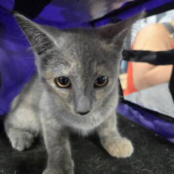 Anubis -  Domestic Short Hair Cat for Adoption in Newark, New Jersey - Anubis | PetCurious