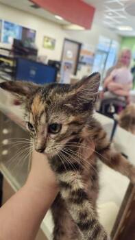 APHRODITE -  Domestic Short Hair Cat for Adoption in Louisville, Kentucky - APHRODITE | PetCurious