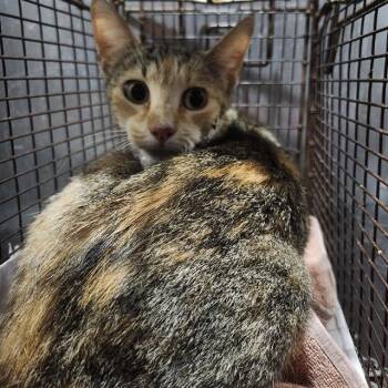 MICHU -  Domestic Short Hair Cat for Adoption in San Antonio, Texas - MICHU | PetCurious