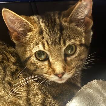 Rescue Domestic Short Hair Cats for Adoption in Napoleon, Ohio - Guinevere 82C25 | PetCurious