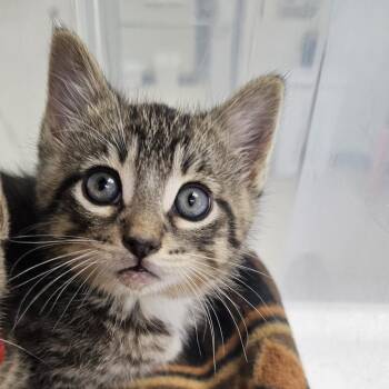 Domestic Short Hair Cats Available for Adoption in Evansville, Indiana - Scuba Steve | PetCurious