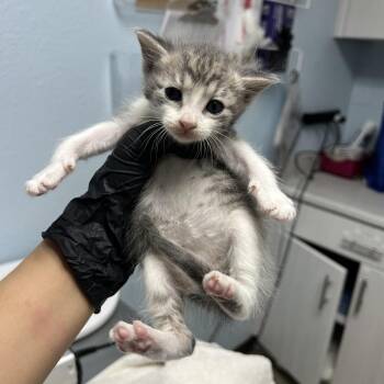 Domestic Short Hair Cats Available for Adoption in Riverside, California - Pizza | PetCurious