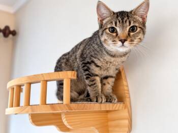 Lupine -  Tabby Cat for Adoption in West Hollywood, California - Lupine | PetCurious
