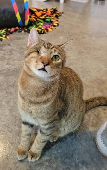Tarzan -  Domestic Short Hair Cat for Adoption in Martinsville, Indiana - Tarzan | PetCurious