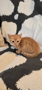 Citrine -  Domestic Short Hair Cat for Adoption in Valhalla, New York - Citrine | PetCurious