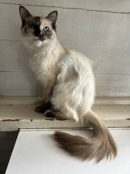 Rescue Ragdoll Cats for Adoption in Redlands, California - Dolly Purton | PetCurious