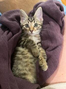 TINY MCDUFF -  Domestic Short Hair Cat for Adoption in Louisville, Kentucky - TINY MCDUFF | PetCurious