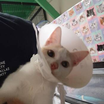 Cricket -  Domestic Short Hair Cat for Adoption in Dallas, Texas - Cricket | PetCurious