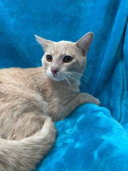 Domestic Short Hair Cats Available for Adoption in Denham Springs, Louisiana - Blondie | PetCurious