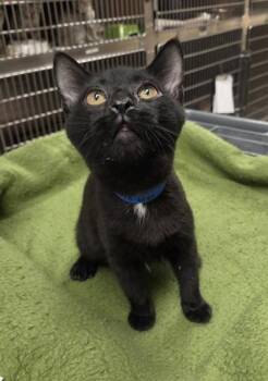 Pastor -  Domestic Short Hair Cat for Adoption in Westland, Michigan - Pastor | PetCurious