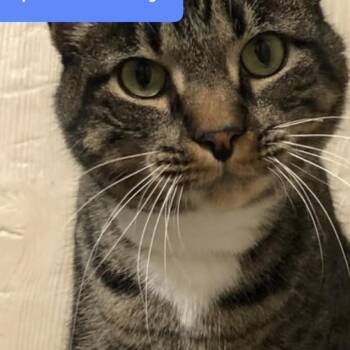 Domestic Short Hair and Tabby Cats Available for Adoption in Omaha, Nebraska - Spruce | PetCurious