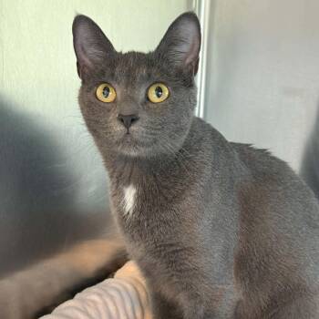 Addie -  American Shorthair Cat for Adoption in Bethel, Connecticut - Addie | PetCurious