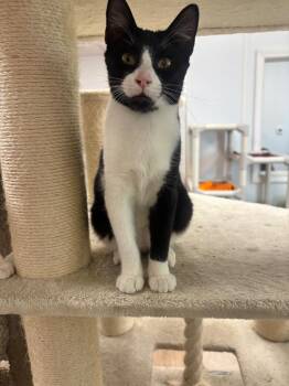 Phillip -  Domestic Short Hair Cat for Adoption in Corpus Christi, Texas - Phillip | PetCurious