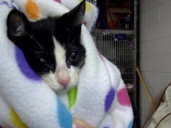 Rescue Domestic Short Hair Cats for Adoption in Pasadena, Texas - A181306 | PetCurious