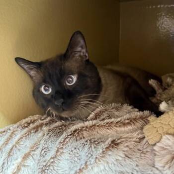 Domestic Short Hair and Siamese Cats Available for Adoption in Elk Grove Village, Illinois - Bernard | PetCurious